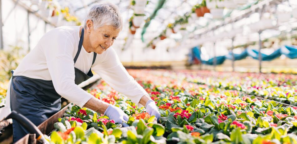 An older woman wearing an apron leaning over flowers in a greenhouse.